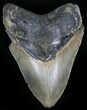 Bargain Megalodon Tooth - North Carolina #29236-1